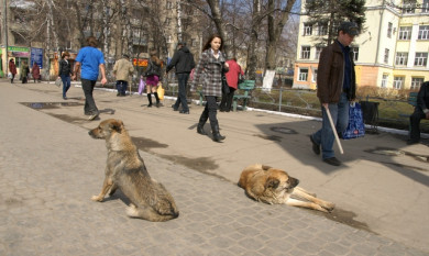 Бродячая собака укусила прохожую в Воронеже
