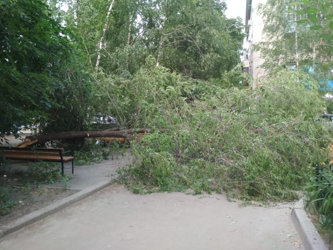 Во дворе воронежской многоэтажки рухнуло дерево