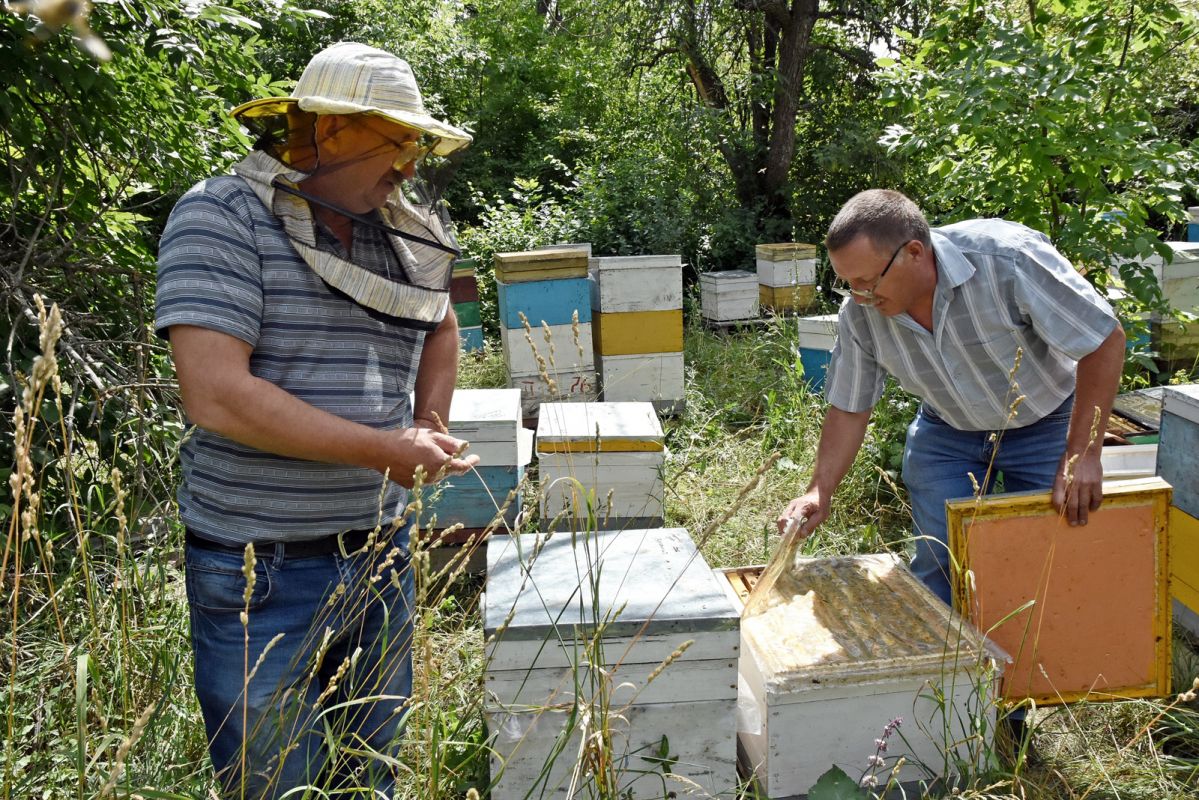 Пчеловоды из Воронежской области осматривают ульи с погибшими насекомыми