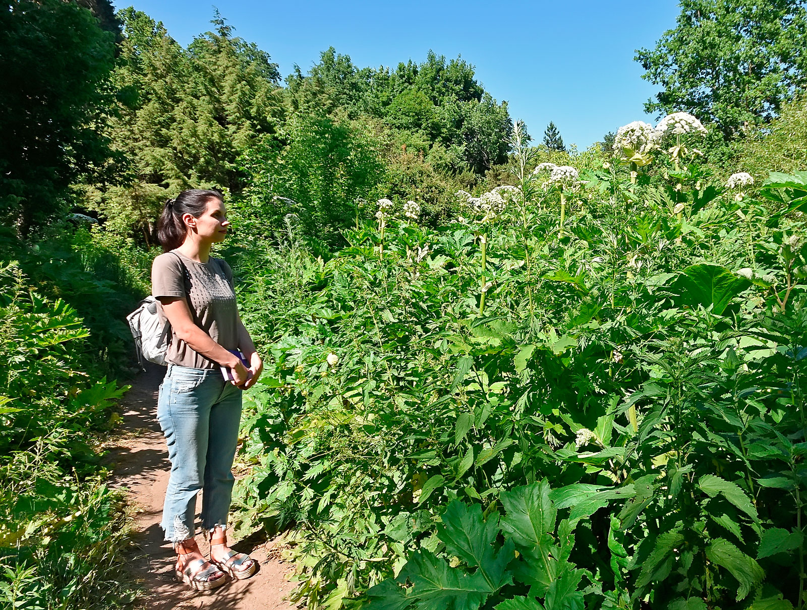 Ядовитый борщевик Сосновского в ботаническом саду ВГУ вымахал под два метра (соцветие в виде зонтика, это особая примета борщевика)