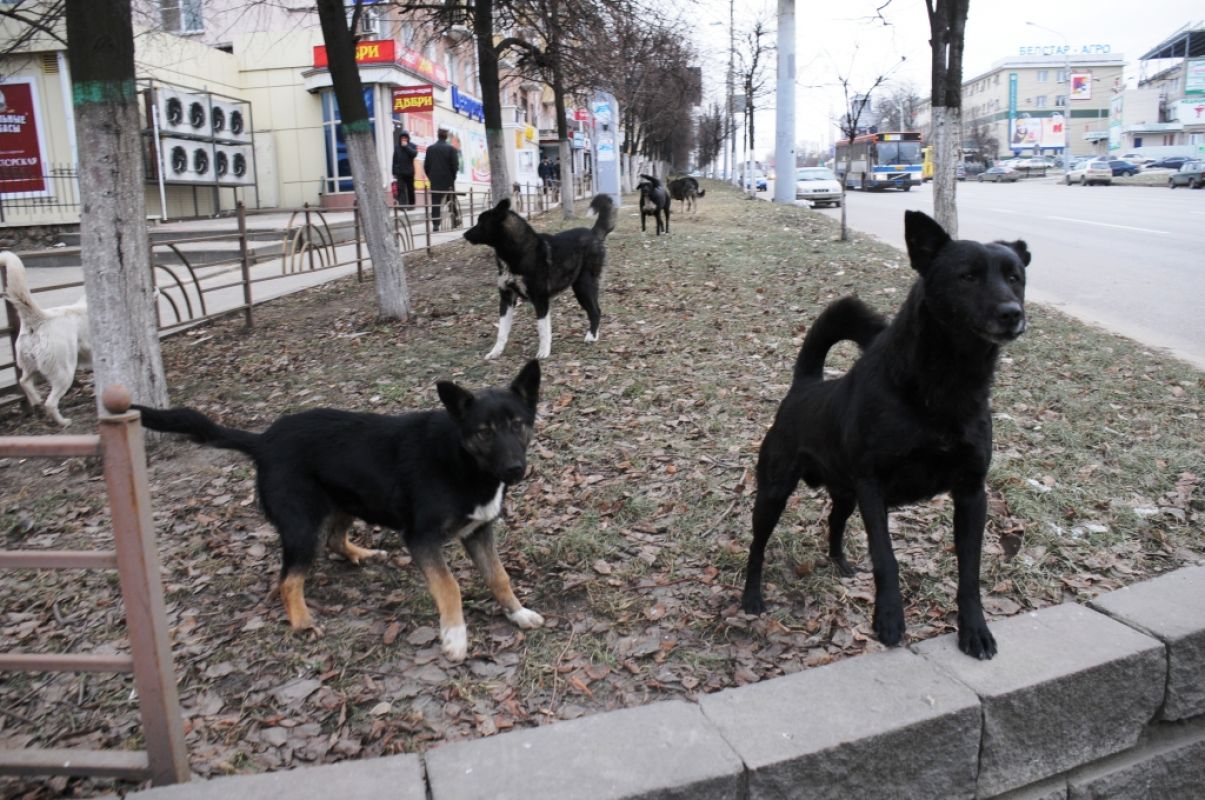 В Воронеже бездомные собаки разорвали кошку у детского сада
