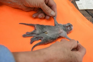 Какие животные-мутанты и почему рождались в Воронежской области
