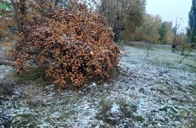 В Воронеже выпал первый снег
