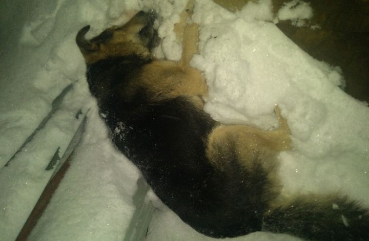 Жительница Воронежской области считает, что участковый застрелил её собаку