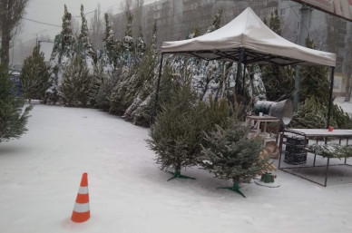 Воронежец ограбил ёлочный базар