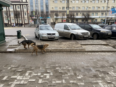 В Воронеже девушку укусила беременная бродячая собака