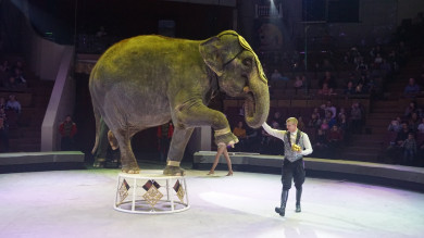 Дрессировщик в Воронеже: «Слоны — это животные высокого интеллекта»