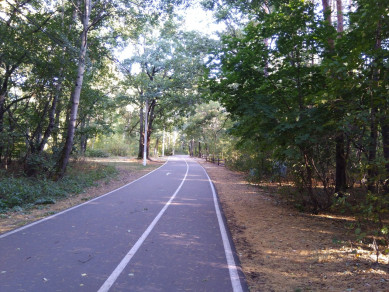 В Воронежской области построят лыжероллерную трассу за 51 млн рублей
