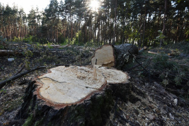 ООН присвоила Воронежу статус «Города деревьев мира»