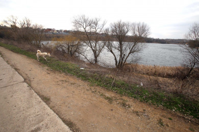 В знаменитом воронежском пруду с лотосами спустили воду
