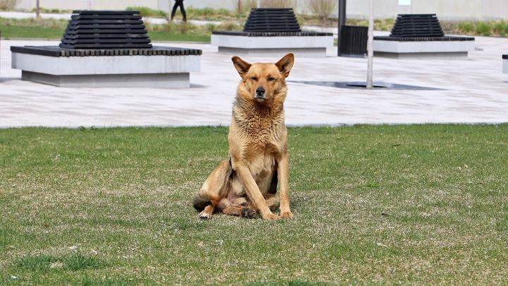 Можно ли заразиться COVID-19 от домашних животных