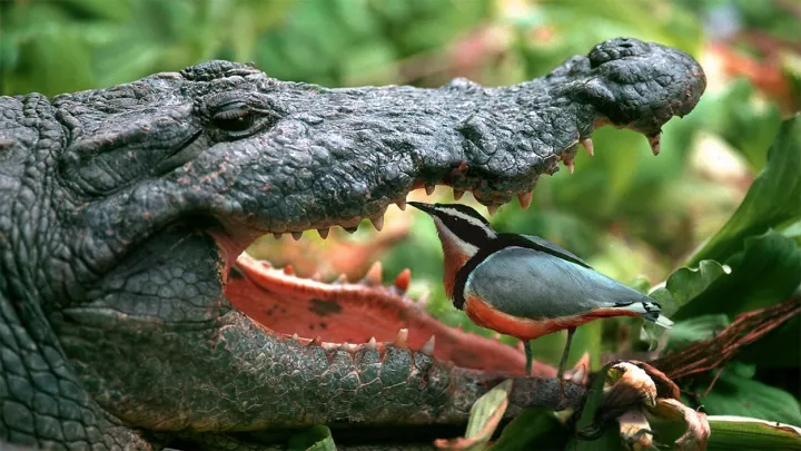 ТЕСТ: Хорошо быть роднёй крокодила!