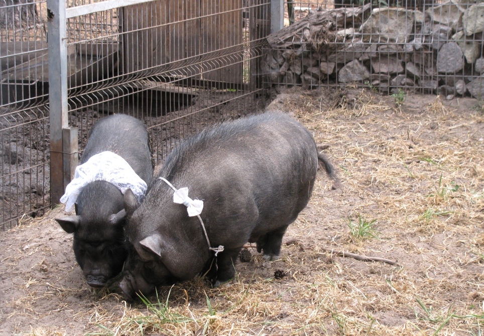 Пиксель и Пухля